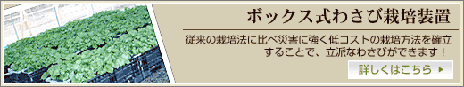 ボックス式わさび栽培装置